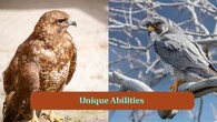 <strong>6. Unique Abilities:</strong> Speed of falcons enables incredible aerial dives whereas with agility of hawks can take sharp turns and maneuver through dense forests with unmatched control. (Image: Canva)