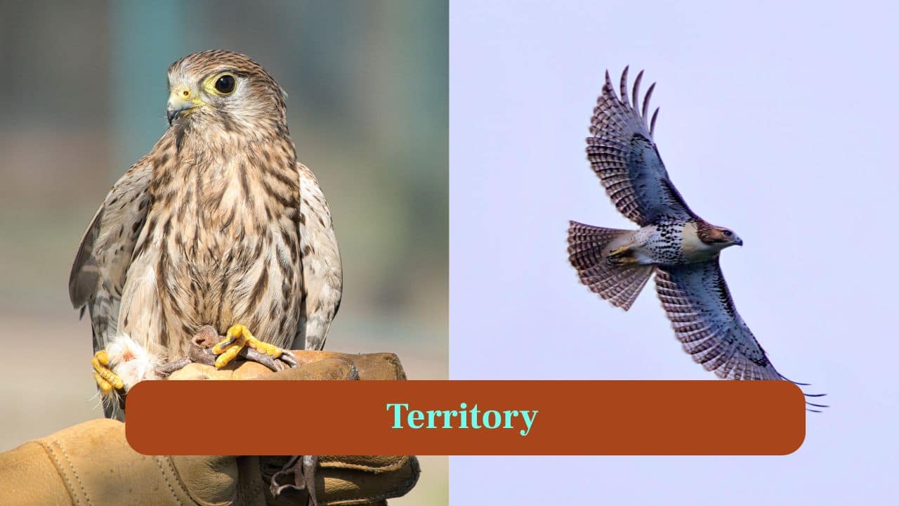 <strong>7. Territory:</strong> Falcons dominate open skies and urban areas. The hawks claim forests, grasslands and hills, defending territory from intruders aggressively. (Image: Canva)