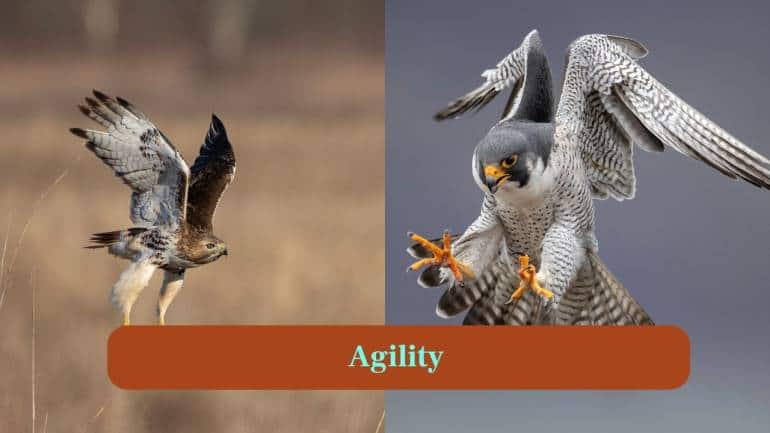 <strong>8. Agility:</strong> Hawks excel in sharp twists, turns and sudden dives, while falcons rely on straight-line speed for effective hunting strikes. (Image: Canva)