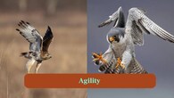 <strong>8. Agility:</strong> Hawks excel in sharp twists, turns and sudden dives, while falcons rely on straight-line speed for effective hunting strikes. (Image: Canva)