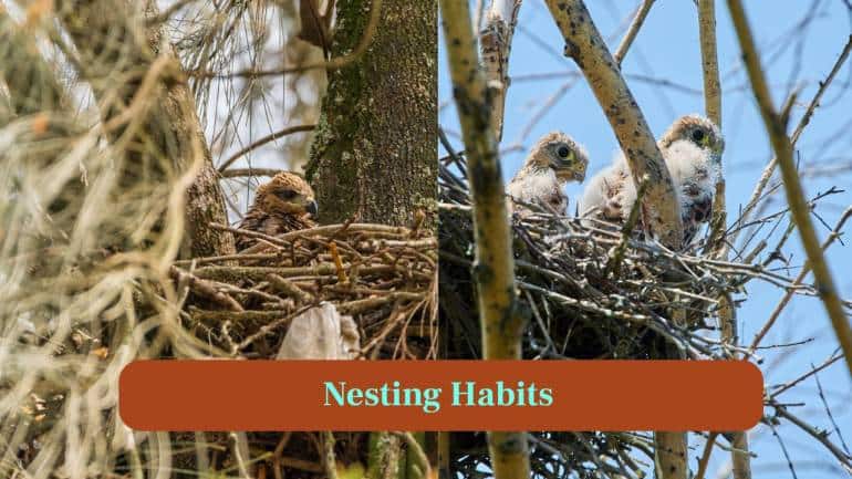 <strong>9. Nesting habits:</strong> Falcons nest on cliffs or tall structures for safety whereas hawks build tree nests, blending into forests to protect their young. (Image: Canva)