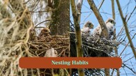 <strong>9. Nesting habits:</strong> Falcons nest on cliffs or tall structures for safety whereas hawks build tree nests, blending into forests to protect their young. (Image: Canva)
