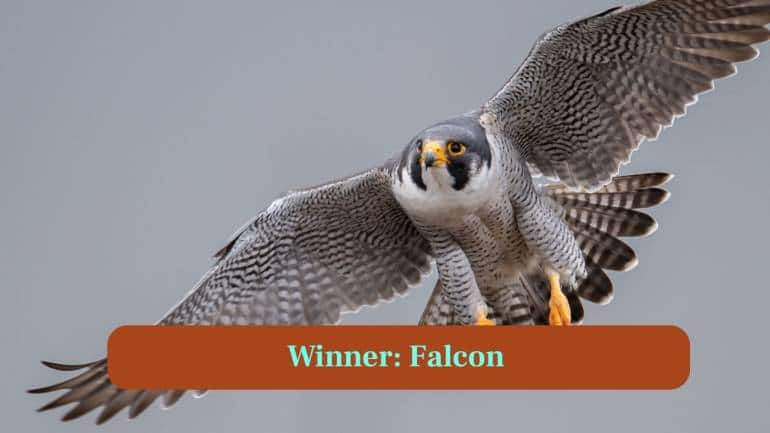 <strong>10. Winner-Falcon:</strong> The one overall winner would be the falcon because of its speed, precision and ability to strike prey mid-air give it an edge over hawks. (Image: Canva)
