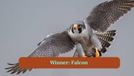 <strong>10. Winner-Falcon:</strong> The one overall winner would be the falcon because of its speed, precision and ability to strike prey mid-air give it an edge over hawks. (Image: Canva)