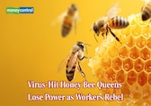 Virus-hit honey bee queens spark rebellion as workers sense weakness