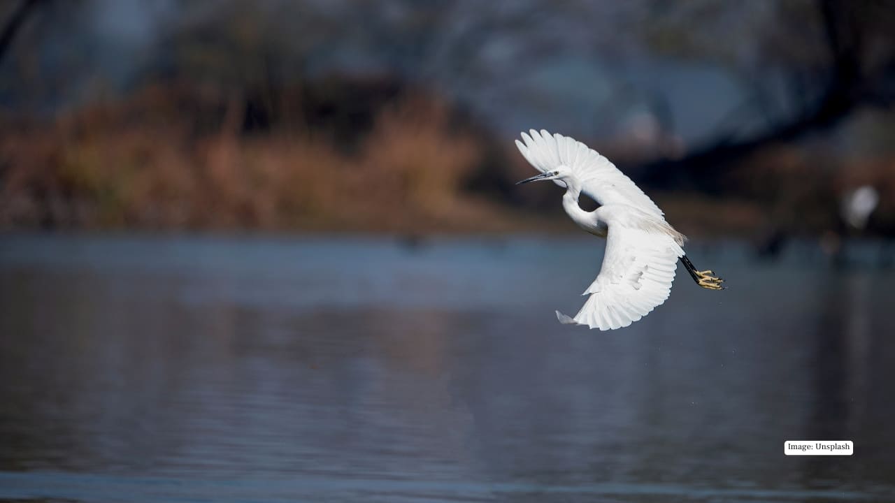 <strong>1. Keoladeo National Park, Bharatpur, Rajasthan</strong><br />Bharatpur is the superstar of India’s birding scene. Cycles, misty trails, marshes teeming with life—it’s a paradise you can explore at your own pace. Spot pelicans, painted storks, ducks, and if you’re lucky, the legendary Siberian cranes. It’s wildlife theatre at its finest.
