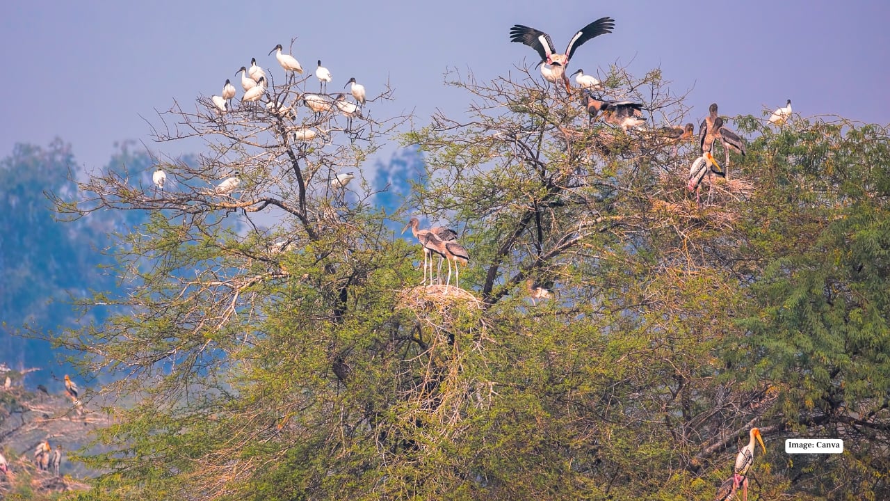 <strong>3. Sultanpur National Park, Haryana</strong><br />Short on time? Sultanpur is your quick escape into the wild. Just outside Delhi, this compact sanctuary offers big sightings—rosy starlings, spoonbills, teals, and geese. Perfect for a spontaneous winter road trip with chai breaks and binocular moments.