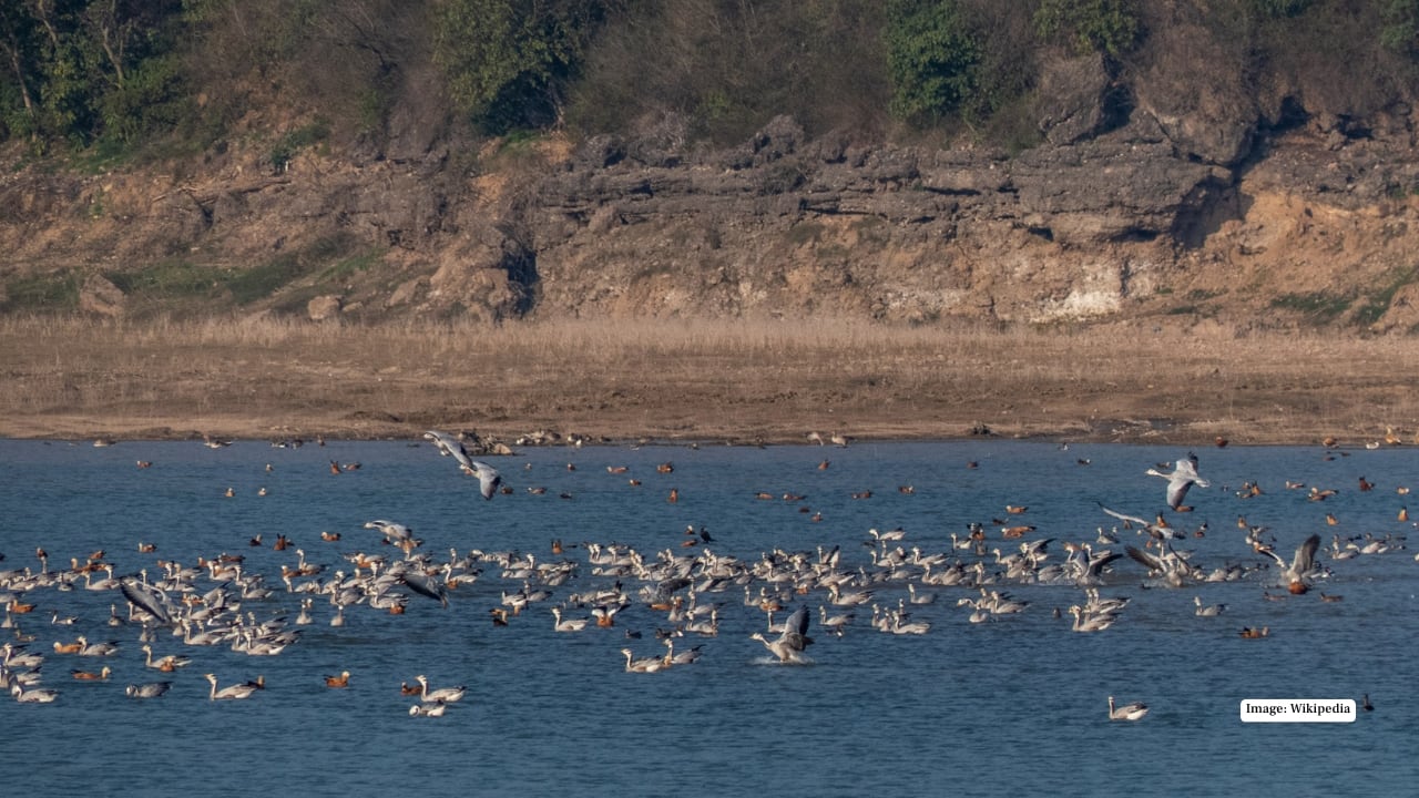 <strong>4. Pong Dam Lake, Himachal Pradesh</strong><br />Where mountains meet migration. Pong Dam serves jaw-dropping scenery—snowy peaks, glassy waters, and thousands of bar-headed geese gliding in formation. It’s the kind of place where you whisper without meaning to, because the landscape demands awe.