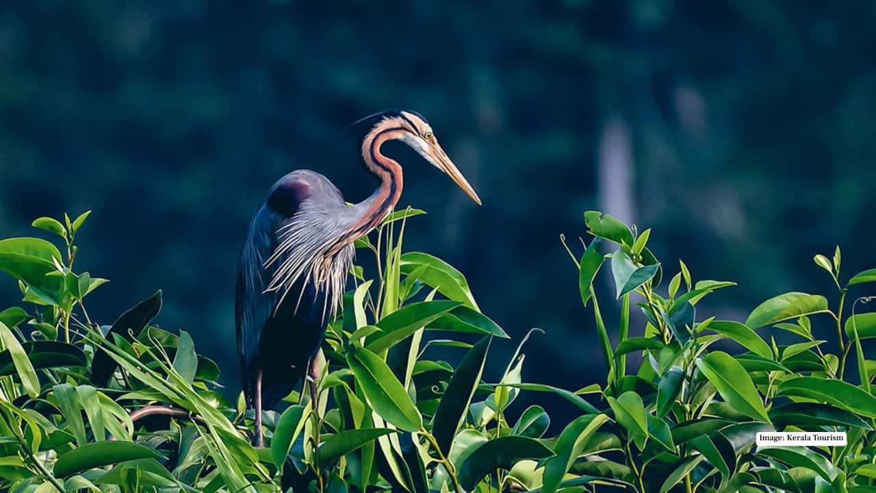 <strong>5. Kumarakom Bird Sanctuary, Kerala</strong><br />Birdwatching here feels like a holiday. Drift through dreamy backwaters, watch herons skim the surface, and soak in those postcard-perfect Kerala views. Add houseboats, coconut groves, and slow travel vibes—and you’ve got the most relaxing birding experience in the country.