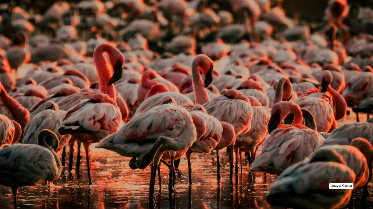 <strong>6. Nalsarovar Bird Sanctuary, Gujarat</strong><br />Wide, wild, and wonderfully raw. Nalsarovar’s endless wetlands come alive with cranes, pelicans, and flamingos wading through shimmering waters. Traditional boats glide silently past, making every sighting feel cinematic.