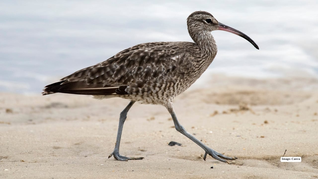 <strong>7. Point Calimere Wildlife Sanctuary, Tamil Nadu</strong><br />Birds by the coast? Yes please. Point Calimere mixes marshes, mudflats, and salty sea breezes. Spot flamingos and curlews—and don’t be surprised when wild horses or blackbuck wander into the frame. It’s a wild card in the best way.