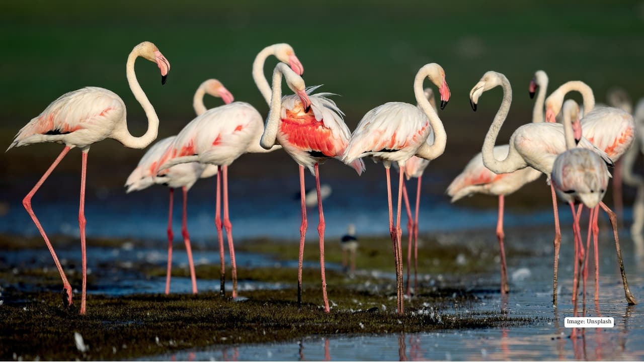 <strong>8. Pulicat Bird Sanctuary, Andhra Pradesh–Tamil Nadu</strong><br />India’s second-largest lagoon turns into a pink spectacle each winter, with flamingos stretching across the horizon like a moving painting. Add pelicans, terns, and the sound of waves crashing nearby, and you’ve got a rare blend of coastal calm and birding buzz.