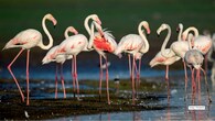 <strong>8. Pulicat Bird Sanctuary, Andhra Pradesh–Tamil Nadu</strong><br />India’s second-largest lagoon turns into a pink spectacle each winter, with flamingos stretching across the horizon like a moving painting. Add pelicans, terns, and the sound of waves crashing nearby, and you’ve got a rare blend of coastal calm and birding buzz.