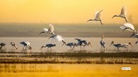 Winter in India isn’t just sweater weather—it’s migration season at its spectacular best. As temperatures drop, thousands of birds escape freezing Siberia, Central Asia, and Europe to flock to India’s wetlands, lagoons, and forests. Think flamingo-filled lakes, misty marshes alive with geese, and sunrise skies streaked with wings. If spotting these globe-trotting beauties is on your wish list, these eight wildlife parks are your ultimate winter birding hotspots—packed with rare sightings, wild drama, and unforgettable moments.