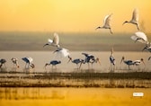 8 wildlife parks across India perfect for spotting migratory birds this winter
