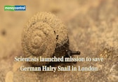 Scientists launch mission to save German hairy snail in London