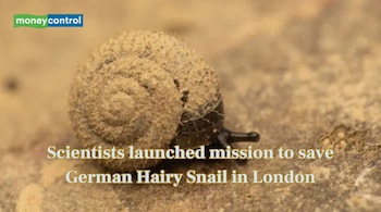 Scientists launched mission to save German Hairy Snail in London (Image: Canva)