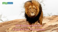 Global lion population numbers are based on World Population Review data, highlighting the nations that currently support the largest remaining wild lion populations across Africa and Asia. (Image: Canva)