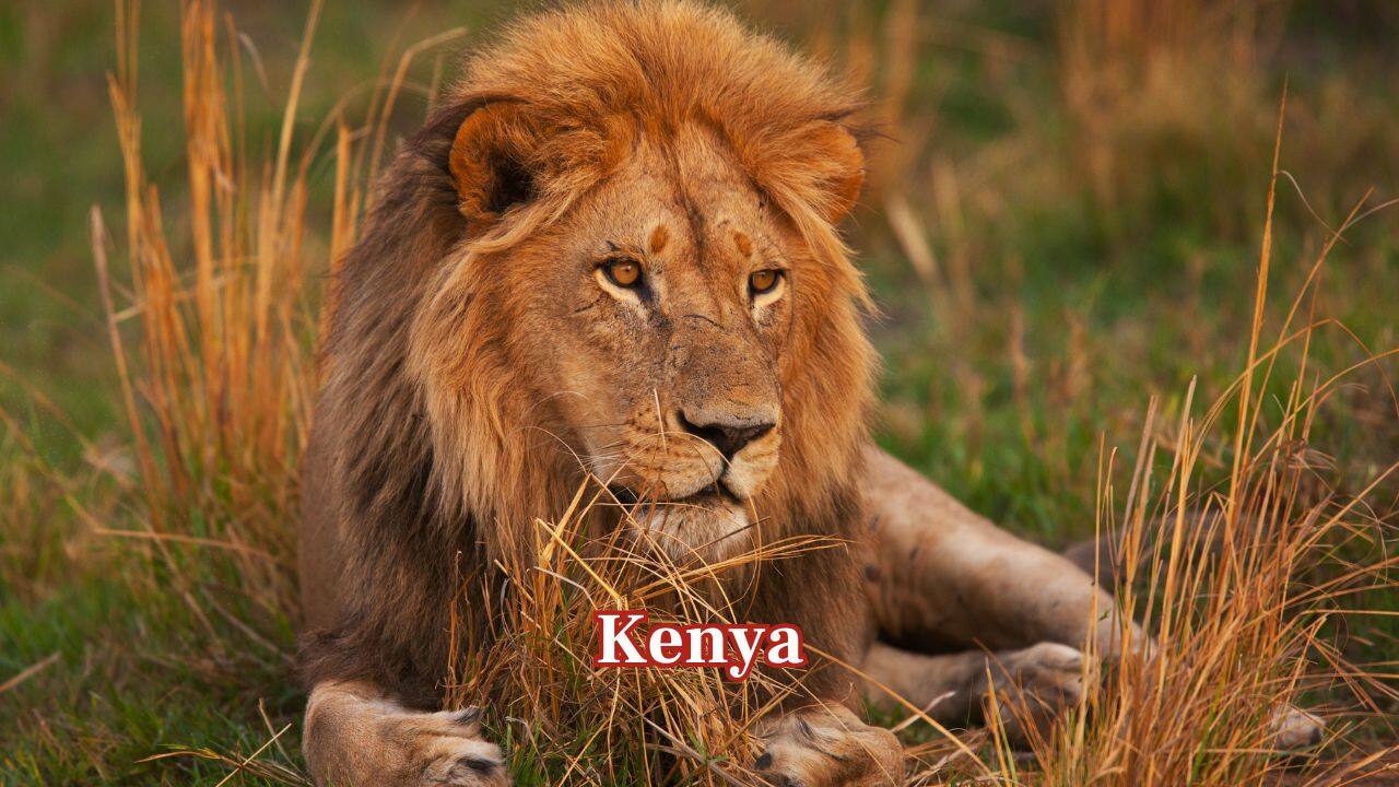 Kenya: Kenya’s estimated 2,515 lions live mostly within the Maasai Mara and greater Serengeti ecosystem. These protected grasslands safeguard large prides and remain essential for the species’ long-term survival. (Image: Canva) Kenya: Kenya’s estimated 2,515 lions live mostly within the Maasai Mara and greater Serengeti ecosystem. These protected grasslands safeguard large prides and remain essential for the species’ long-term survival. (Image: Canva)