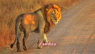 <strong>Zambia:</strong>  Zambia is home to around 2,349 lions across parks like Kafue and South Luangwa. These protected habitats offer strong prey availability, helping maintain steady lion populations in recent years. (Image: Canva)