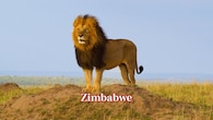 <strong>Zimbabwe:</strong> Zimbabwe hosts roughly 1,362 lions, especially in Hwange National Park. Conservation efforts focus on expanding wildlife corridors and reducing conflict, helping protect these important regional populations. (Image: Canva)
