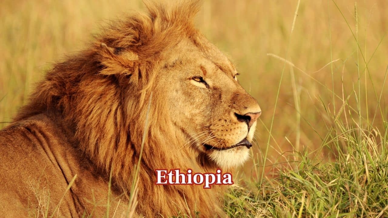 Ethiopia: Ethiopia supports about 1,239 lions in regions such as Bale Mountains and Gambella. Though habitat pressures remain, continued conservation aims to protect and stabilise these significant populations. (Image: Canva) Ethiopia: Ethiopia supports about 1,239 lions in regions such as Bale Mountains and Gambella. Though habitat pressures remain, continued conservation aims to protect and stabilise these significant populations. (Image: Canva)