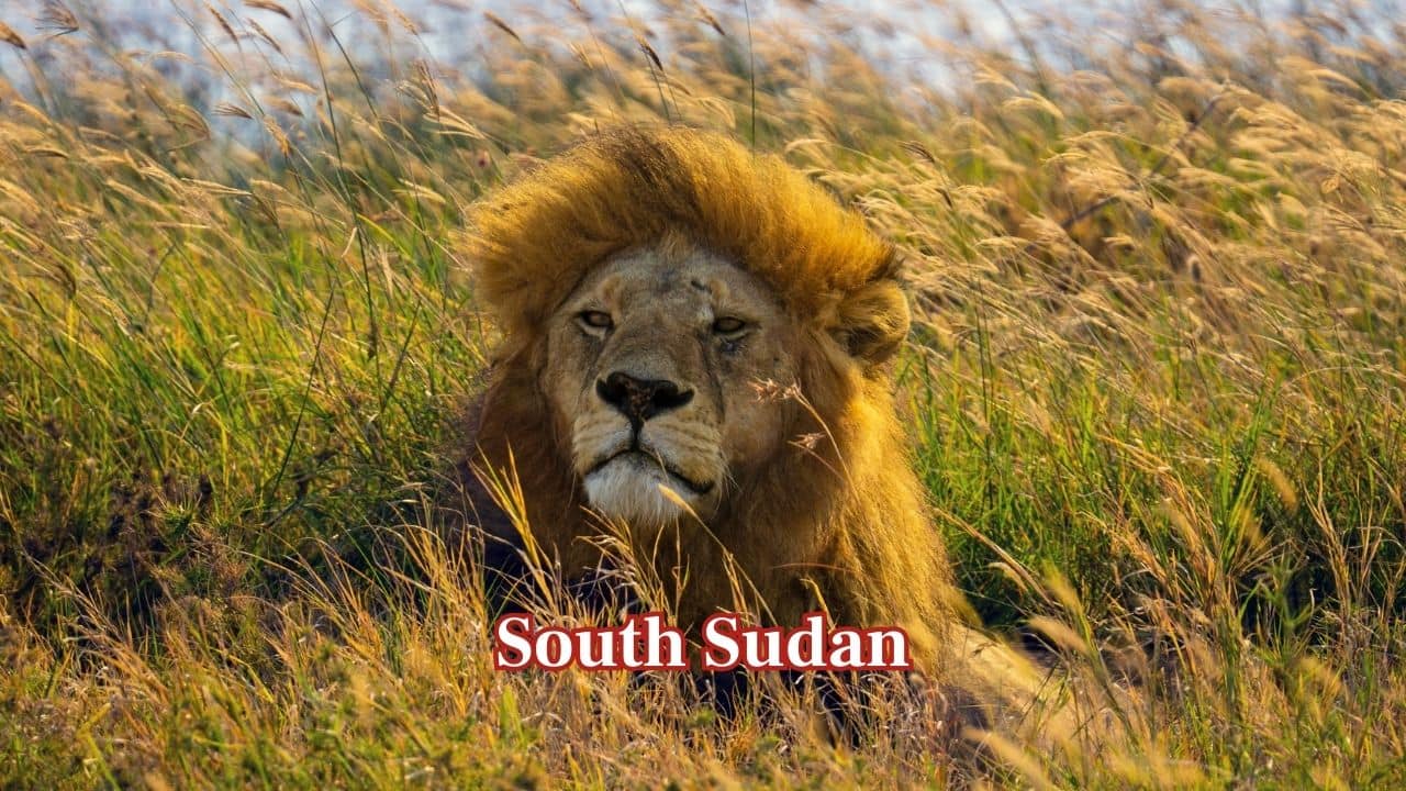 South Sudan: South Sudan has approximately 866 lions across its vast savannahs. Much of the habitat remains under-studied, making strengthened protection critical for securing the country’s remaining lion populations. (Image; Canva) South Sudan: South Sudan has approximately 866 lions across its vast savannahs. Much of the habitat remains under-studied, making strengthened protection critical for securing the country’s remaining lion populations. (Image; Canva)