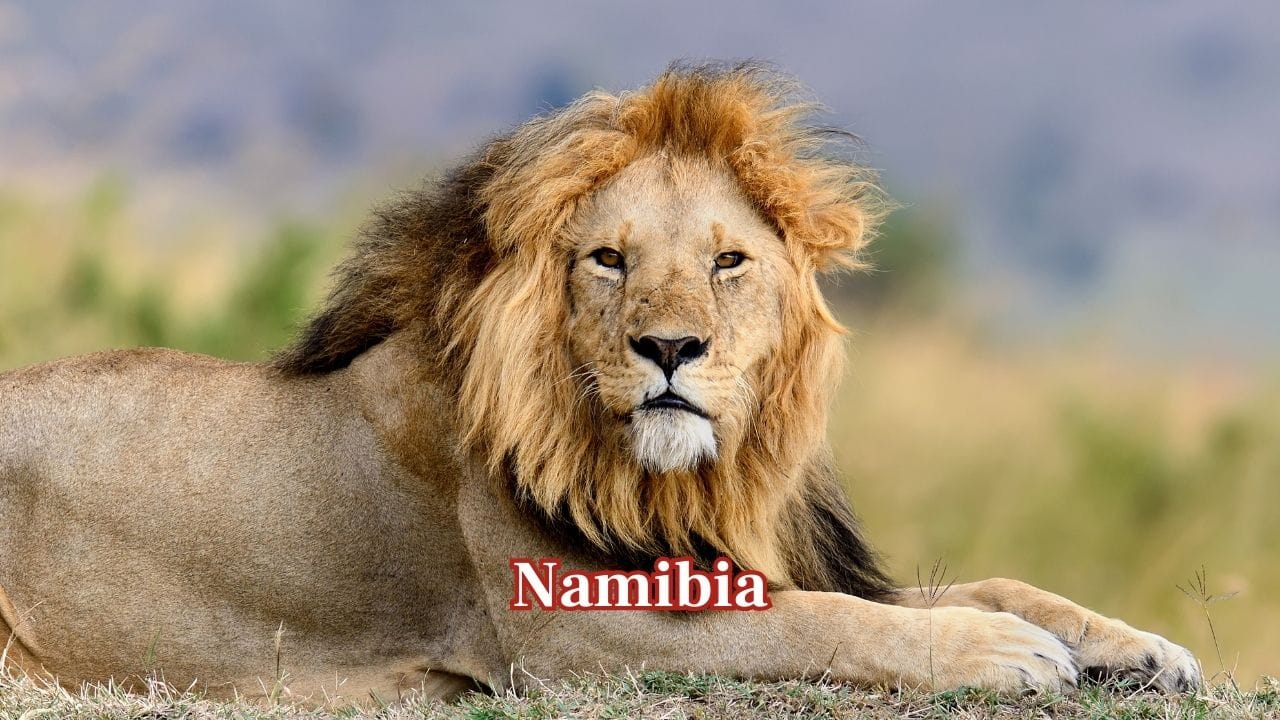 Namibia: Namibia sustains around 801 lions, including the famous desert-adapted lions of the northwest. Community-based conservation programmes play a key role in safeguarding these uniquely resilient populations. (Image: Canva) Namibia: Namibia sustains around 801 lions, including the famous desert-adapted lions of the northwest. Community-based conservation programmes play a key role in safeguarding these uniquely resilient populations. (Image: Canva)