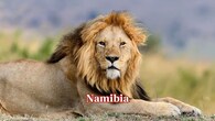 <strong>Namibia:</strong> Namibia sustains around 801 lions, including the famous desert-adapted lions of the northwest. Community-based conservation programmes play a key role in safeguarding these uniquely resilient populations. (Image: Canva)
