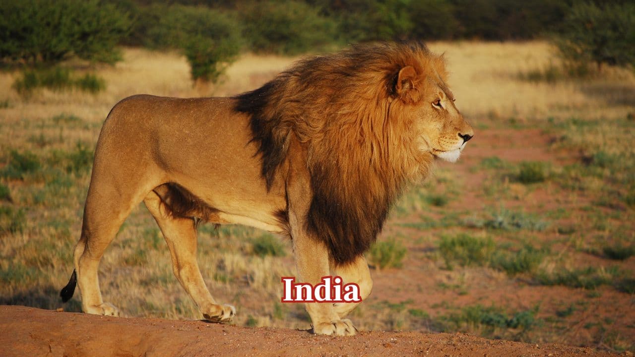 India: India hosts about 680 Asiatic lions, found only in Gujarat’s Gir Forest. Focused protection has helped this once-endangered population recover, marking one of the world’s major conservation success stories. (Image: Canva) India: India hosts about 680 Asiatic lions, found only in Gujarat’s Gir Forest. Focused protection has helped this once-endangered population recover, marking one of the world’s major conservation success stories. (Image: Canva)