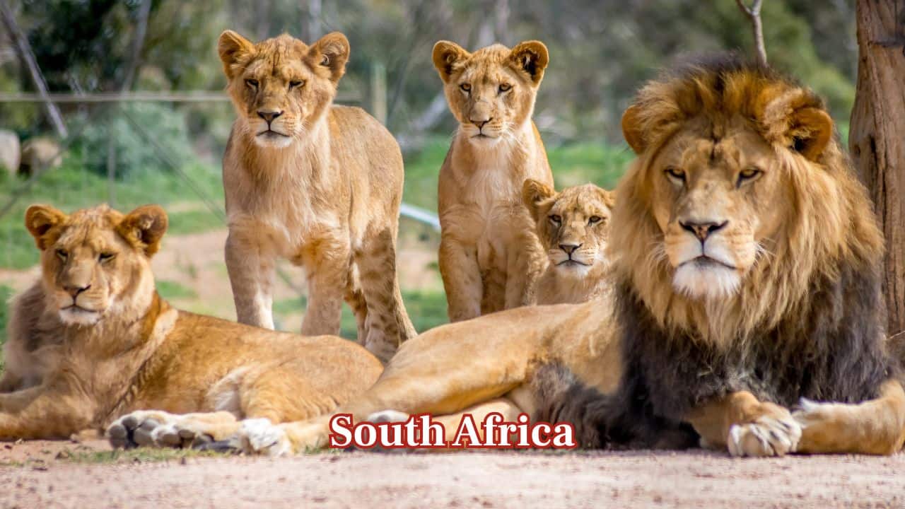 South Africa: South Africa sustains around 3,284 lions, supported by strong conservation planning. Kruger National Park and well-managed private reserves remain key safe havens for growing and maintaining healthy lion populations. (Image: Canva) South Africa: South Africa sustains around 3,284 lions, supported by strong conservation planning. Kruger National Park and well-managed private reserves remain key safe havens for growing and maintaining healthy lion populations. (Image: Canva)