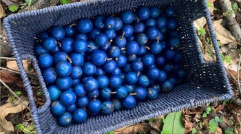 Native to tropical Australia, Papua New Guinea, and parts of Indonesia, the blue quandong is a tall rainforest tree with spreading branches. (Image credit: Homegrownpalmwoods/Facebook)