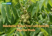 Manchurian walnut tree shows natural weed-killing properties- Here is what study says