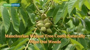 Manchurian Walnut Tree Could Naturally Wipe Out Weeds (Image: Canva)
