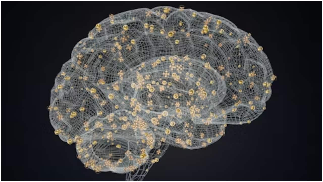 Study identifies five major stages of brain growth, claims adulthood actually starts at 32