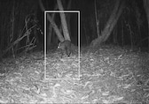 Himalayan musk deer returns to West Bengal after 70 years, scientists confirm with images