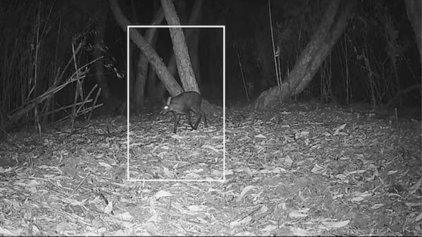    Musk Deer Photographed in Bengal After 70-Year Gap in Neora Valley 