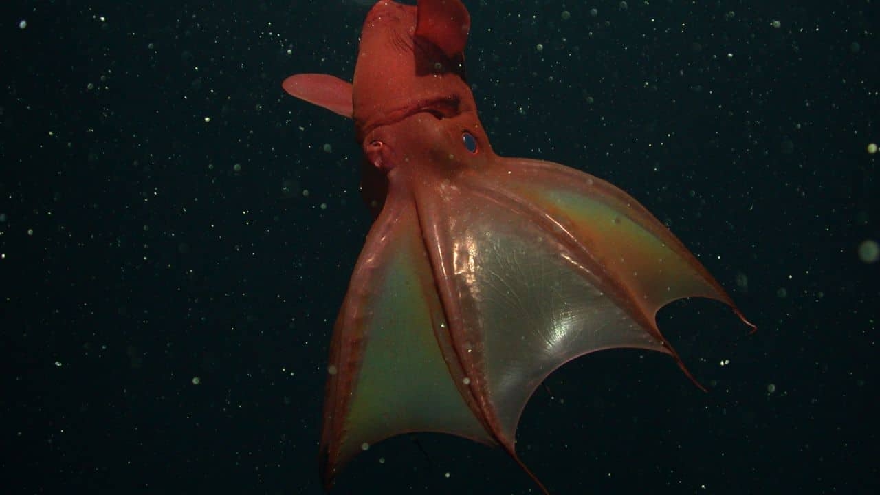 Vampire squid genome reveals deep origins linking modern octopuses and ancient squids
