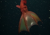 Vampire squid genome reveals deep origins linking modern octopuses and ancient squids