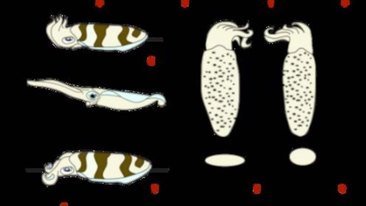 White Oval Squid uses sophisticated hiding strategies to evade predators