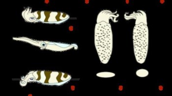 White oval squid reveals advanced camouflage skills (Image: Nakajima et al)