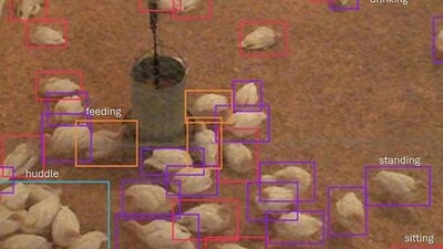 The drone that sees like a bird: AI system sets a new standard for turkey monitoring