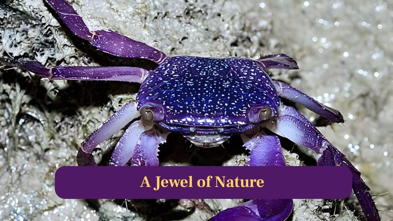 <strong>2. Jewel of Nature:</strong> Its vibrant purple coloration makes it resemble a living gemstone, earning admiration from researchers and ocean lovers fascinated by unique marine beauty. (Image: Canva)
