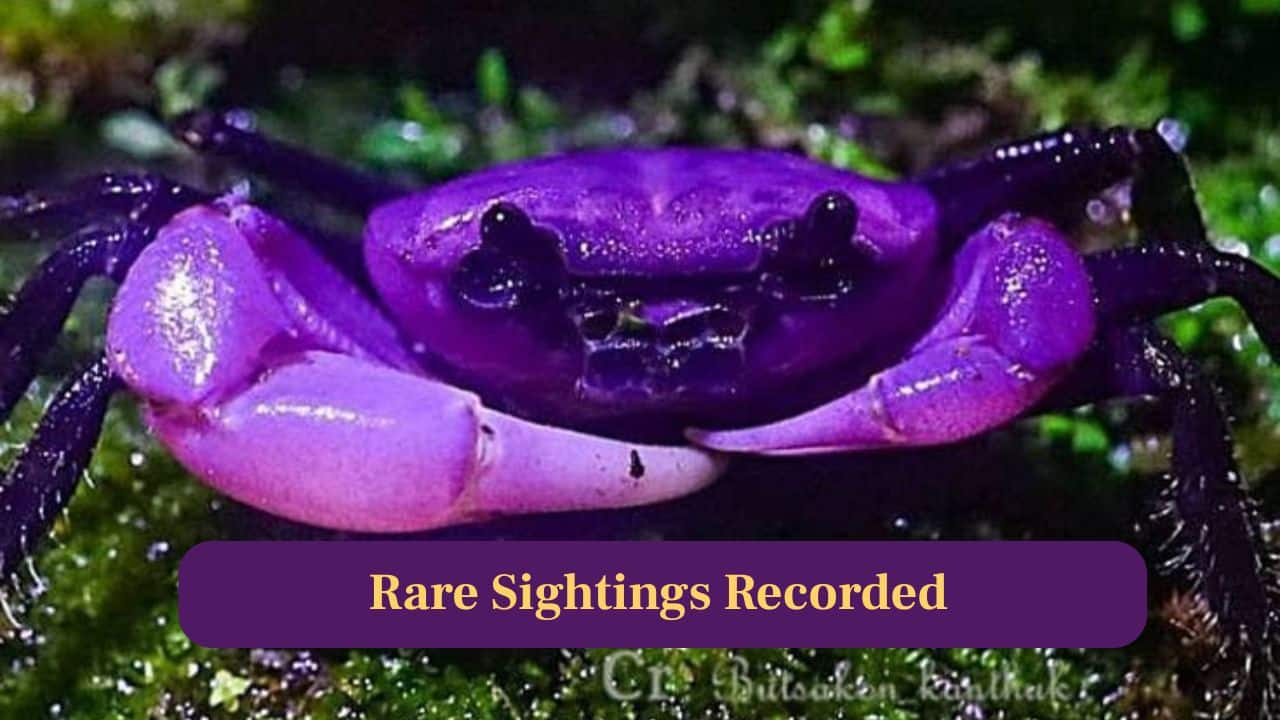 <strong>3. Rare Sightings Recorded:</strong> Purple Princess Crabs are incredibly elusive, with only occasional sightings reported, making each documented encounter scientifically valuable and globally celebrated. (Image: Canva)