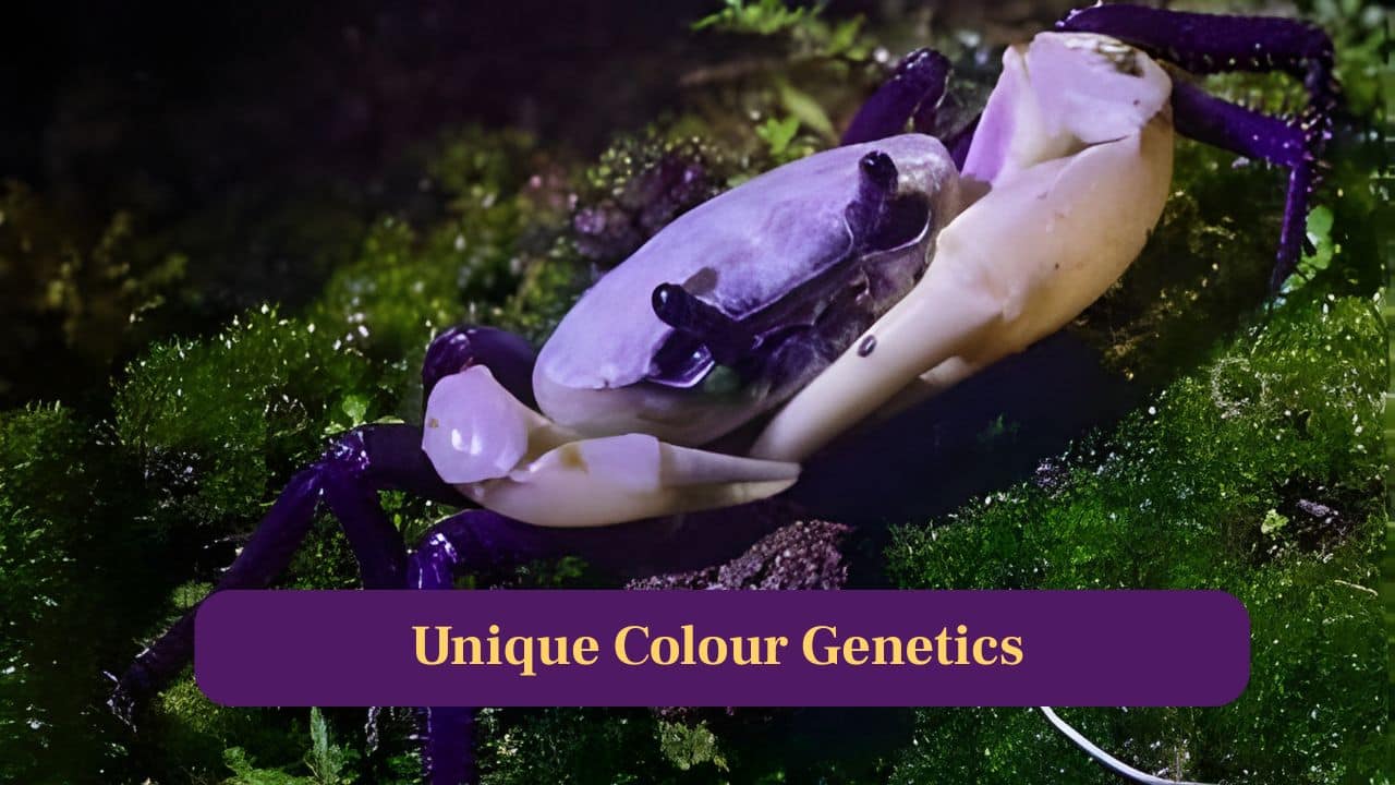 <strong>4. Unique Colour Genetics:</strong> Its stunning coloration arises from rare pigmentation genes, producing deep violet tones unlike any other known crab species discovered so far. (Image: Canva)