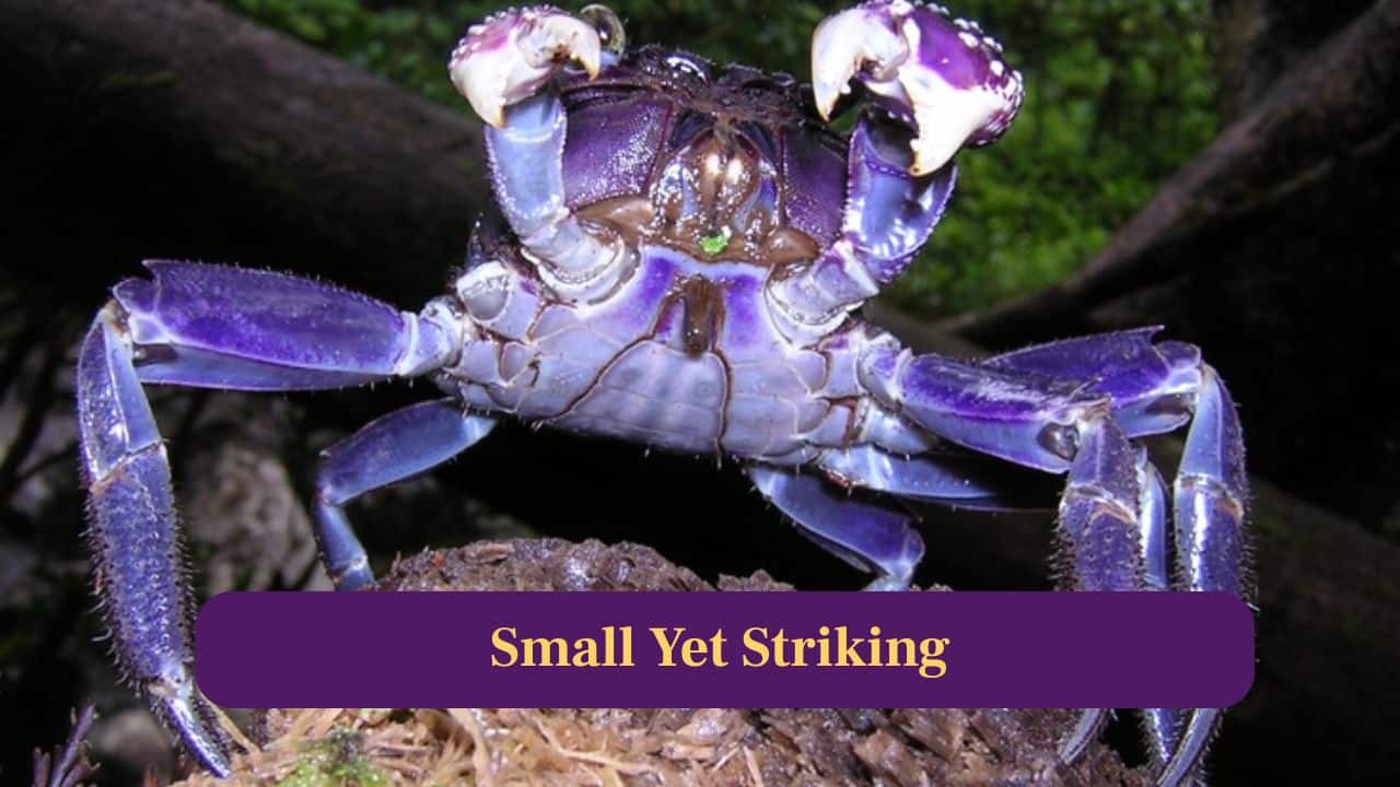 <strong>5. Small yet Striking:</strong> Despite its compact size, this crab captivates attention immediately, proving magnificence in nature does not always require large or imposing proportions. (Image: Canva)