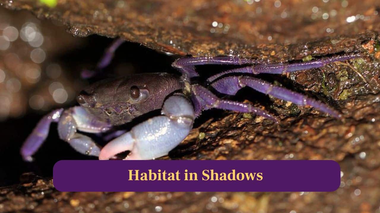 <strong>6. Habitat:</strong> These crabs prefer shaded coastal rock crevices, hiding in moist spaces where their colors glow beautifully under filtered natural sunlight conditions. (Image: Canva)