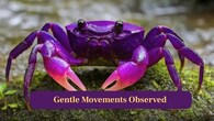 <strong>7. Gentle Movements:</strong> Scientists describe the crab’s movement as graceful and controlled, giving it a distinctive charm uncommon in many crustacean species worldwide today. (Image: Canva)