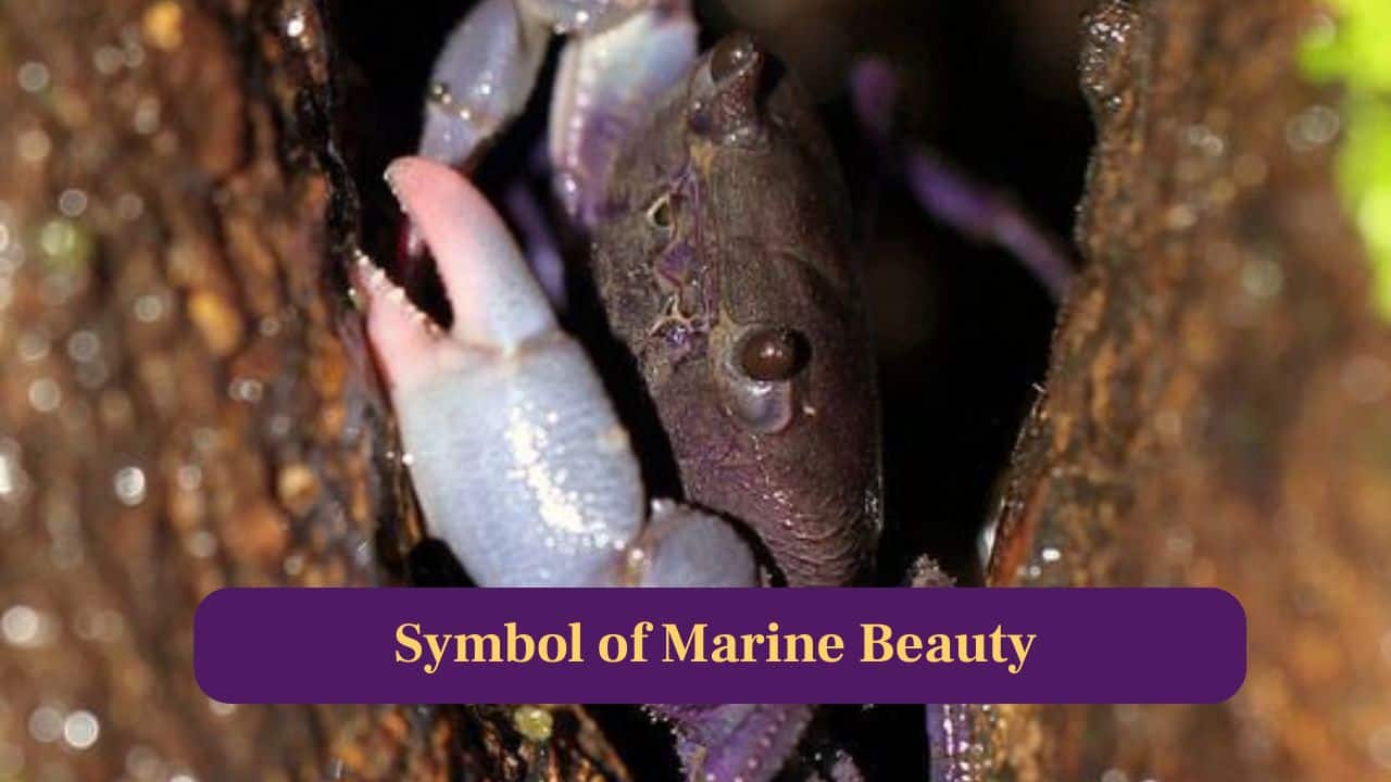 <strong>9. Symbol of Marine Beauty:</strong> The Purple Princess Crab symbolizes untouched marine wonder, reminding the world of unexplored species thriving quietly in hidden underwater corners. (Image: Canva)