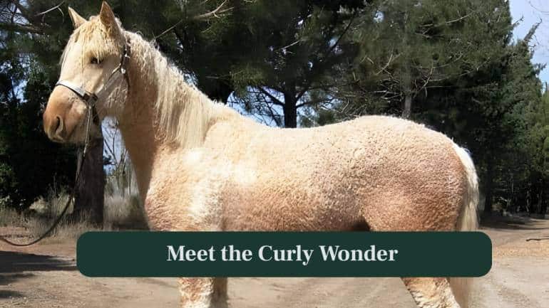 <strong>1. Curly Wonder:</strong> This adorable American Curly horse has become viral online because its fluffy, poodle-like curls make it look unbelievably cute and unique. (Image: Canva)